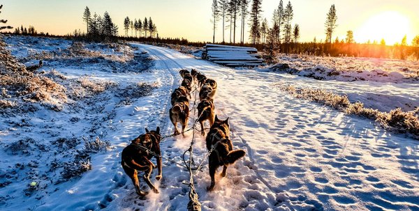 Astuces pour s'initier à la course de chiens de traîneau en milieu arctique